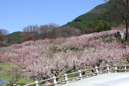 高台より