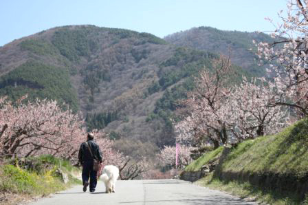 杏と犬.jpg