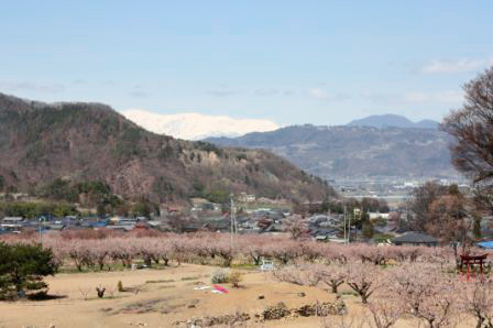 杏の花と山々