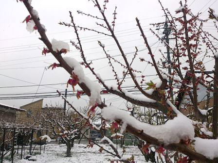 季節はずれの雪