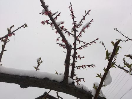 あんずの木に雪